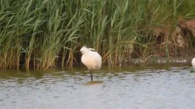Yaygın kaşık faturaları tüylerini yıkar ve temizler.