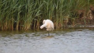 Yaygın kaşık faturası (Platalea lucorodia) gün batımında sığ sularda yiyecek arayarak dolaşır