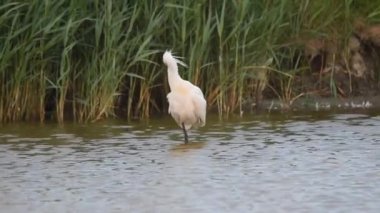 Yaygın kaşık faturası (Platalea lucorodia) bataklıkta durur