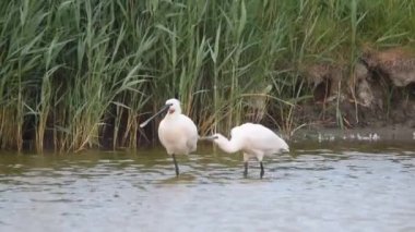 Bataklıkta yürüyen üç yaygın kaşık faturası (Platalea lucorodia).