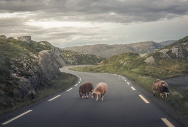 Norveç 'teki dağlarda koyunlar yolda.