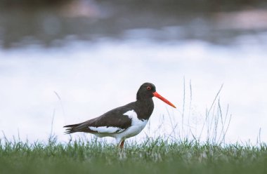 Avrasya istiridye yakalayıcısı (Haematopus ostralegus) yeşil çimenlerde yürüyor