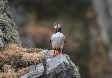 Norveç 'in Runde adasında Atlantik martısı (Fratercula arktika)