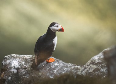 Atlantic puffin on the island of Runde in the Norway