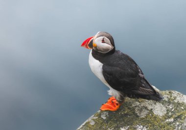 Norveç 'in Runde adasında Atlantik martısı (Fratercula arktika)