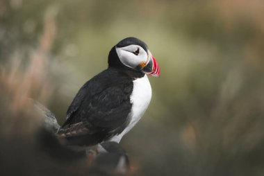 Güzel martı bir kayanın üzerinde duruyor, Norveç