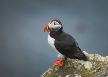 Güzel martı bir kayanın üzerinde duruyor, Norveç