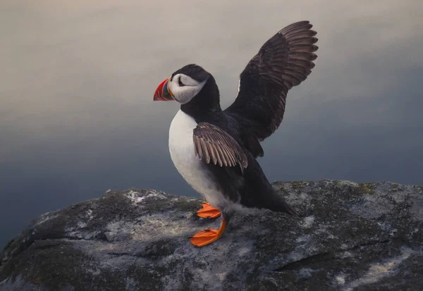 stock image Atlantic puffin (Fratercula arctica) on the island of Runde in the Norway