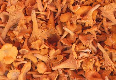 Chanterelle mantarlarını bir yığın halinde kapat. Üst görünüm.