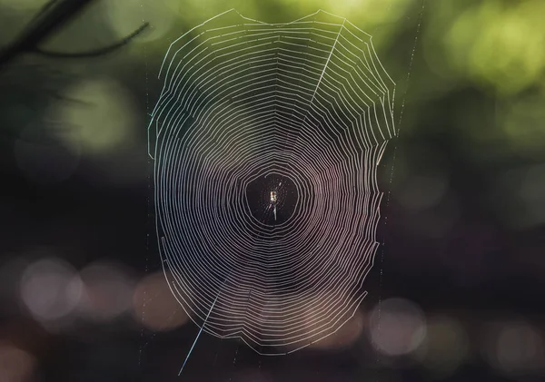 spider web in the forest with bokeh background