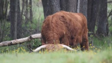 İskoçya İnekleri tarlada yeşil ot yerler.