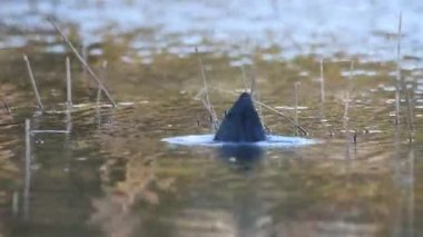 Avrasya 'da sıkça görülen yaban ördekleri yiyecek aramak için suyun altına dalarlar.