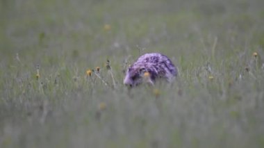 Rakun köpeği yeşil otlarla dolu bir arazide yürüyor.