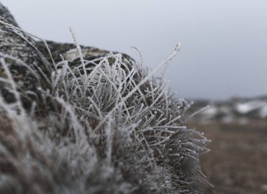 frozen plants in winter with hoarfrost clipart