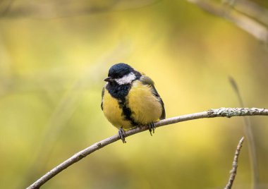 Great tit, Parus major, single bird on branch