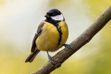 Great tit, Parus major, single bird on branch
