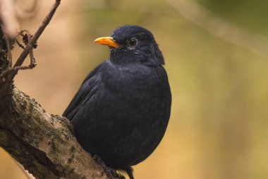 blackbird on the tree in the forest