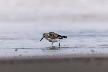 Sanderling, Calidris alba, sudaki tek kuş.