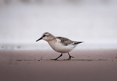 Kumsalda Sanderling (Calidris alba)