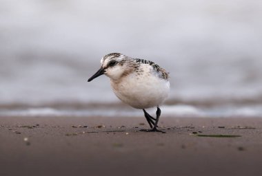 Kumsalda Sanderling (Calidris alba)