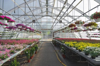 Saksılarda büyük endüstriyel çiçek serası. Çiçek tohumu işi.