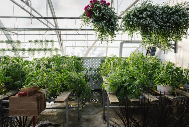 Bir serada çiçekler ve bitkiler. Çiçek tohumu işi.