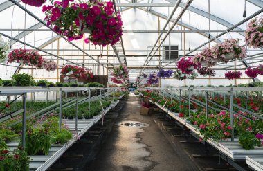 Raflarda ev bitkileri olan bir sera. Çiçek tohumu işi.