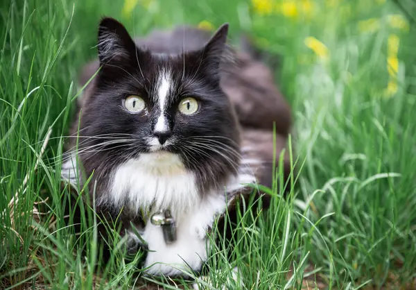  Siyah beyaz kedi çimlerin üzerinde yatıyor.