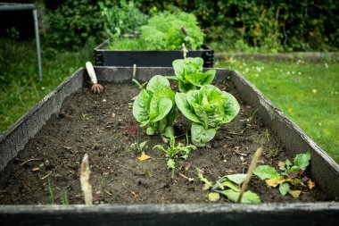 Bahçe yatağında sebze bahçesinde marul yetişiyor..