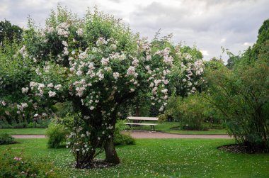 white flowers in Rosenlund Rosarium, Jonkpoing, Sweden