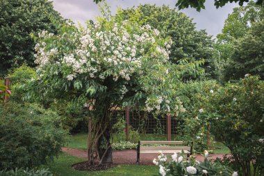 white flowers in Rosenlund Rosarium, Jonkpoing, Sweden