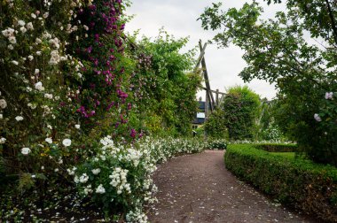 white and pink flowers in Rosenlund Rosarium, Jonkpoing, Sweden