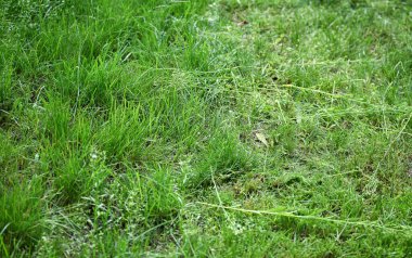 Çimlerin bir kısmı kesilmiş, diğer kısmı kesilmemiş, kısmen kesilmiş çimenler..