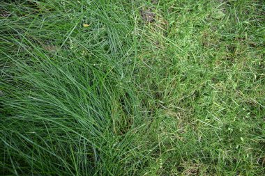 Çimlerin bir kısmı kesilmiş, diğer kısmı kesilmemiş, kısmen kesilmiş çimenler..