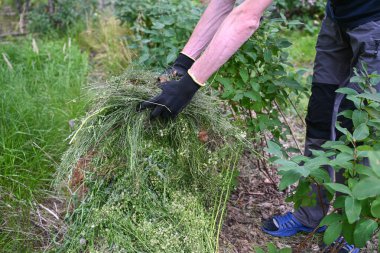 Bahçedeki çimenleri temizleyen eldivenli bir bahçıvanın elleri..