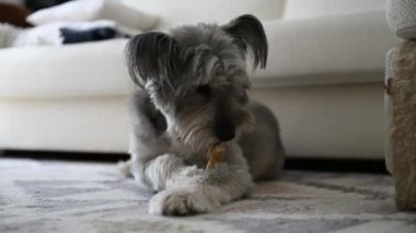 Şirin tüylü köpek pençeleriyle tutarken bir kemiği kemirir.