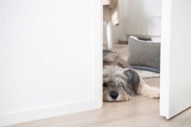 Tatlı köpek, cins değil. Kapının önünde yerde uyuyor..