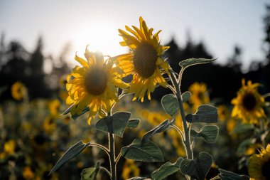 Gün batımında ayçiçeği tarlası. Ayçiçeği doğal arka plan.