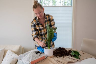 Mavi eldivenli genç bir kadın evdeki yeni bir saksıya çiçek naklediyor.