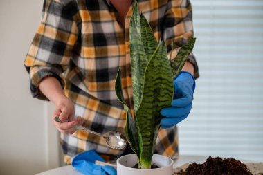 Mavi eldivenli kadın Sansevieria bitkisini yeni bir saksıya naklediyor..