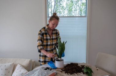 Masada taze Sansevieria bitkisinin saksısını değiştiren kadın