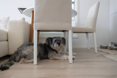 Sandalyenin altında yerde yatan cins bir köpek yok.