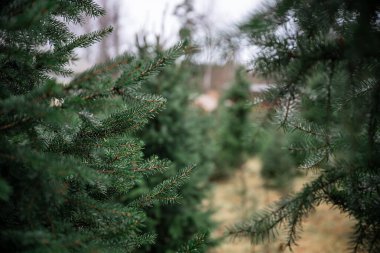 Yılbaşı ağacı çiftliğindeki yemyeşil ağaçlar. 