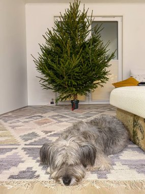 Köpek rahat oturma odasında Noel ağacının yanında dinleniyor. Tatil atmosferi