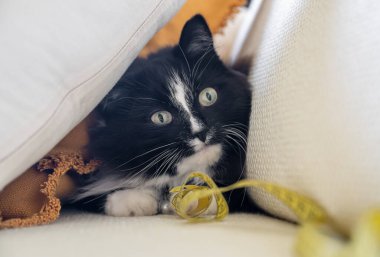Siyah ve beyaz kedi tuhaf bir şekilde minderlerden dışarı bakıyor, sarı bir mezura ile çevrili, ev içi rahat.