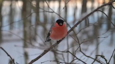 Saka kuşu, karlı arka plandaki ince ağaç dalına tünemiş. Kış yaban hayatı konsepti
