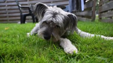 Arka bahçede taze yeşil çimen yiyen sevimli pasaklı köpek.