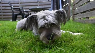 Arka bahçede taze yeşil çimen yiyen sevimli pasaklı köpek.