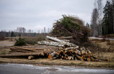 Ormansız bir bölgede taze kesilmiş kütükler ve dallar..