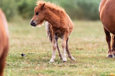 Çimenli bir tarlada duran sevimli tüylü tay tayı. Genç atın kıvırcık yelesi ve yumuşak kürkü var.